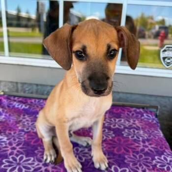 Tobby -  Mixed Breed Dog for Adoption in Bend, Oregon - Tobby | PetCurious