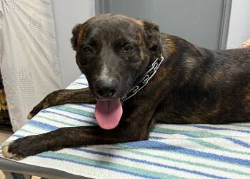 Rescue Mixed Breed Dogs for Adoption in Saint Francisville, Louisiana - Forest | PetCurious