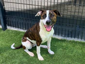 POTATO -  Pit Bull Terrier and Mixed Breed Dog for Adoption in Tustin, California - POTATO | PetCurious