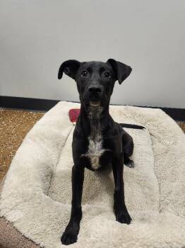 Labrador Retriever and Mixed Breed Dogs Available for Adoption in Jackson, Tennessee - Allie | PetCurious