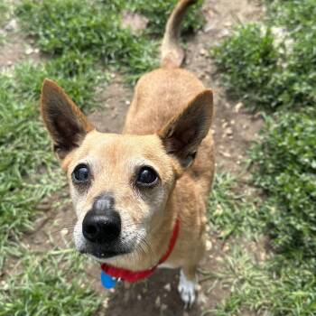 Bellamy -  Chihuahua and Mixed Breed Dog for Adoption in Lenexa, Kansas - Bellamy | PetCurious
