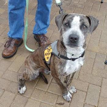 Granger -  American Staffordshire Terrier Dog for Adoption in Seguin, Texas - Granger | PetCurious