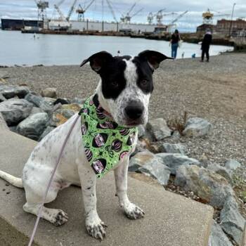 Rescue Pit Bull Terrier and Mixed Breed Dogs for Adoption in Turlock, California - Ariel | PetCurious