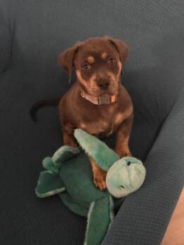 Benny -  Mixed Breed Dog for Adoption in Tallahassee, Florida - Benny | PetCurious