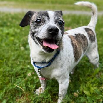 Snuggle Bug -  Chihuahua and Mixed Breed Dog for Adoption in Fredericksburg, Virginia - Snuggle Bug | PetCurious