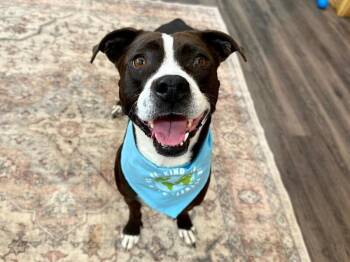 Pit Bull Terrier and Whippet Dogs Available for Adoption - Molly The Itty Bitty Pittie | PetCurious