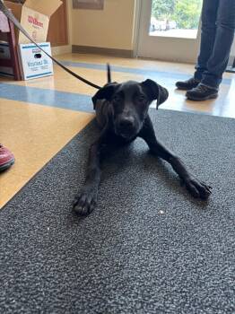 Libby -  Affenpinscher Dog for Adoption in Little Elm, Texas - Libby | PetCurious