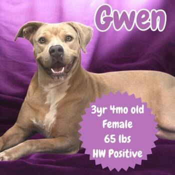 Pit Bull Terrier Dogs Available for Adoption - Gwen | PetCurious