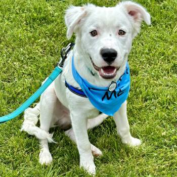 Rescue American Staffordshire Terrier and English Shepherd Dogs for Adoption in Huntington, New York - Rocky | PetCurious