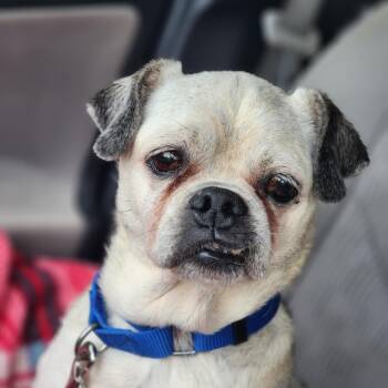 Rescue Pug Dogs for Adoption in Raleigh, North Carolina - Dwight Schrute | PetCurious