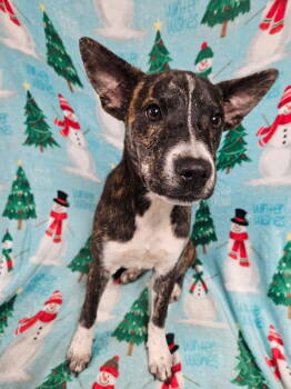 Rescue Mixed Breed Dogs for Adoption in Mobile, Alabama - Shasta | PetCurious