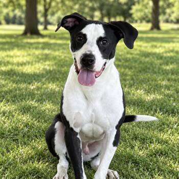 Leo -  Pit Bull Terrier Dog for Adoption in Colleyville, Texas - Leo | PetCurious