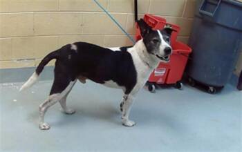 SKIPPER -  German Shepherd Dog and Labrador Retriever Dog for Adoption in Tulsa, Oklahoma - SKIPPER | PetCurious