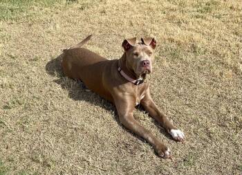 Remi -  Pit Bull Terrier and Mixed Breed Dog for Adoption in Warr Acres, Oklahoma - Remi | PetCurious