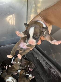 FOXTROT -  Mixed Breed Dog for Adoption in Dallas, Texas - FOXTROT | PetCurious