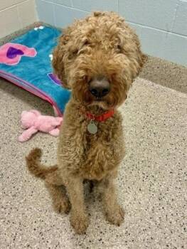 Teddy -  Goldendoodle Dog for Adoption in Littleton, Colorado - Teddy | PetCurious