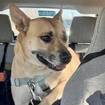 Memphis -  Mixed Breed Dog for Adoption in Asheville, North Carolina - Memphis | PetCurious