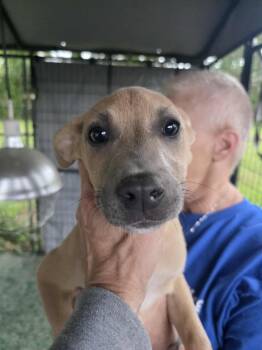 Pit Bull Terrier Dogs Available for Adoption in Houston, Texas - Kiwi | PetCurious