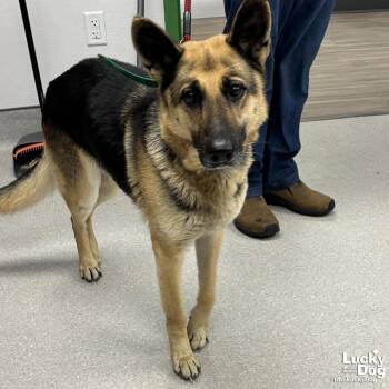 German Shepherd Dog Dogs Available for Adoption - Bridget | PetCurious