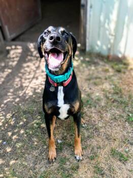 AMBER — Your Daily Dose of Happy -  Doberman Pinscher and Labrador Retriever Dog for Adoption in Houston, Texas - AMBER — Your Daily Dose Of Happy | PetCurious