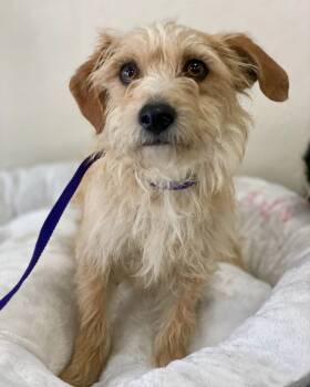 Rescue Mixed Breed Dogs for Adoption in Thousand Oaks, California - Dano | PetCurious