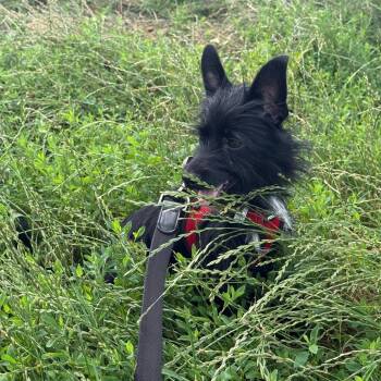 Lilac -  Terrier and Mixed Breed Dog for Adoption in New York, New York - Lilac | PetCurious