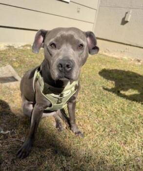 American Bully Dogs Available for Adoption - Jelly (160359) ( In A Foster Home) | PetCurious