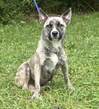 Rescue Pit Bull Terrier and Shepherd Dogs for Adoption in Wetumpka, Alabama - 250717 Leena | PetCurious