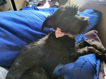 Rescue Miniature Schnauzer Dogs for Adoption in Choctaw, Oklahoma - Sadie | PetCurious