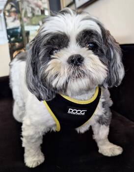 Charlie -  Chihuahua and Terrier Dog for Adoption in Mundelein, Illinois - Charlie | PetCurious