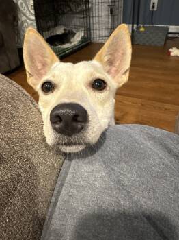 Rescue Chihuahua and Carolina Dog Dogs for Adoption in Randolph, Massachusetts - Regal Rico | PetCurious