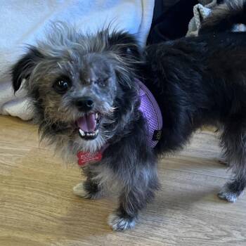 Shih Tzu Dogs Available for Adoption in San Francisco, California - Bell Bottom 14117 | PetCurious