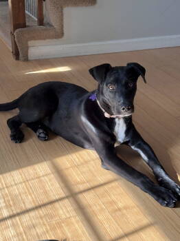 Rescue Labrador Retriever and Border Collie Dogs for Adoption - Dante | PetCurious