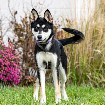 Asha -  Husky and Mixed Breed Dog for Adoption in Council Bluffs, Iowa - Asha | PetCurious
