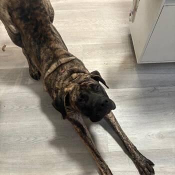 Nikki -  Mastiff Dog for Adoption in Manchester, Pennsylvania - Nikki | PetCurious