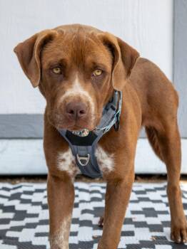 Lando -  Mixed Breed Dog for Adoption in Savage, Minnesota - Lando | PetCurious