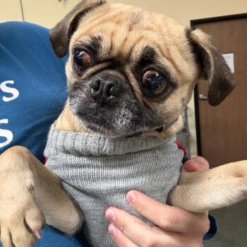 Pug Dogs Available for Adoption - Phillip -City Of Industry | PetCurious