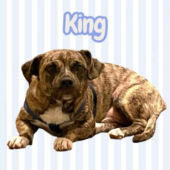 Rescue Pekingese and Mountain Cur Dogs for Adoption in Chuckey, Tennessee - King | PetCurious