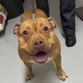 Coco -  Pit Bull Terrier and Mixed Breed Dog for Adoption in Concord, North Carolina - Coco | PetCurious