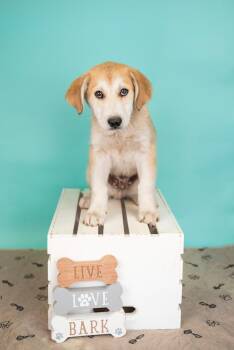 Husky Dogs Available for Adoption in Brighton, Colorado - 337-26 | PetCurious