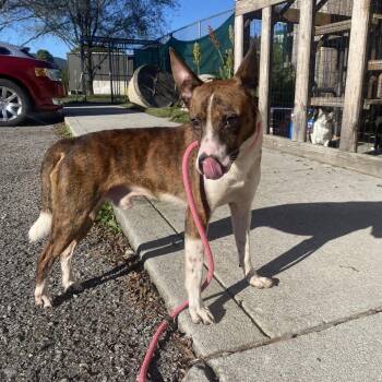 Tyler -  Terrier Dog for Adoption in Jacksboro, Tennessee - Tyler | PetCurious