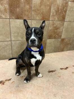 Chip Skylark -  Mixed Breed Dog for Adoption in West Chester, Pennsylvania - Chip Skylark | PetCurious