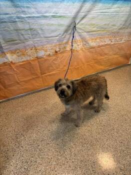 RANCHA -  Border Terrier Dog for Adoption in Doral, Florida - RANCHA | PetCurious