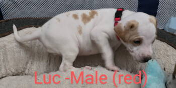 Rescue Terrier Dogs for Adoption in Ball Ground, Georgia - Luc | PetCurious