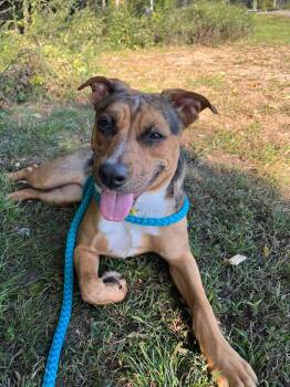 Rescue Mixed Breed Dogs for Adoption in Egg Harbor Township, New Jersey - Whitney | PetCurious