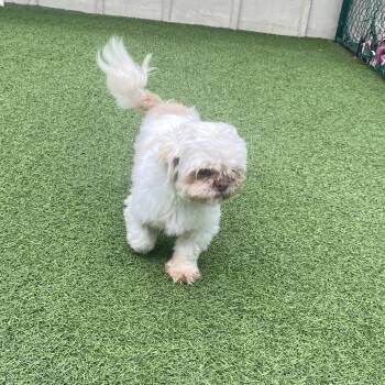 Baylen 3663 -  Shih Tzu and None Dog for Adoption in Loxahatchee Groves, Florida - Baylen 3663 | PetCurious