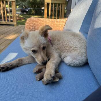 Yarrow -  Mixed Breed Dog for Adoption in Buffalo, Minnesota - Yarrow | PetCurious