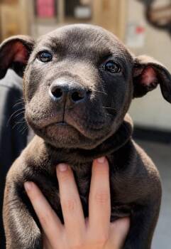 Pit Bull Terrier and Labrador Retriever Dogs Available for Adoption in Princeton, Massachusetts - Drax | PetCurious