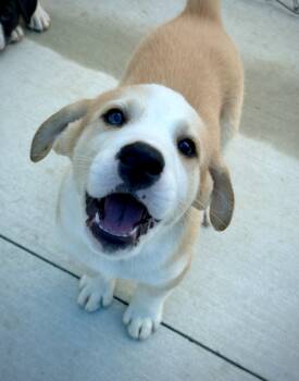 Lander -  Australian Shepherd Dog for Adoption in Kalamazoo, Michigan - Lander | PetCurious