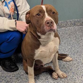 American Staffordshire Terrier Dogs Available for Adoption in Greenville, South Carolina - Pinto | PetCurious